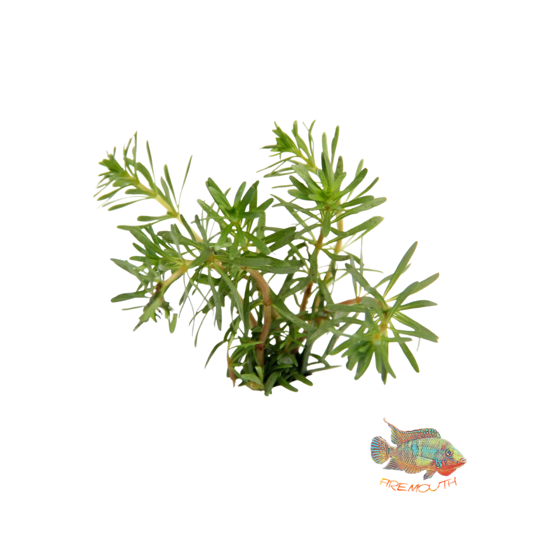 Rotala Wallichti | planta para acuario