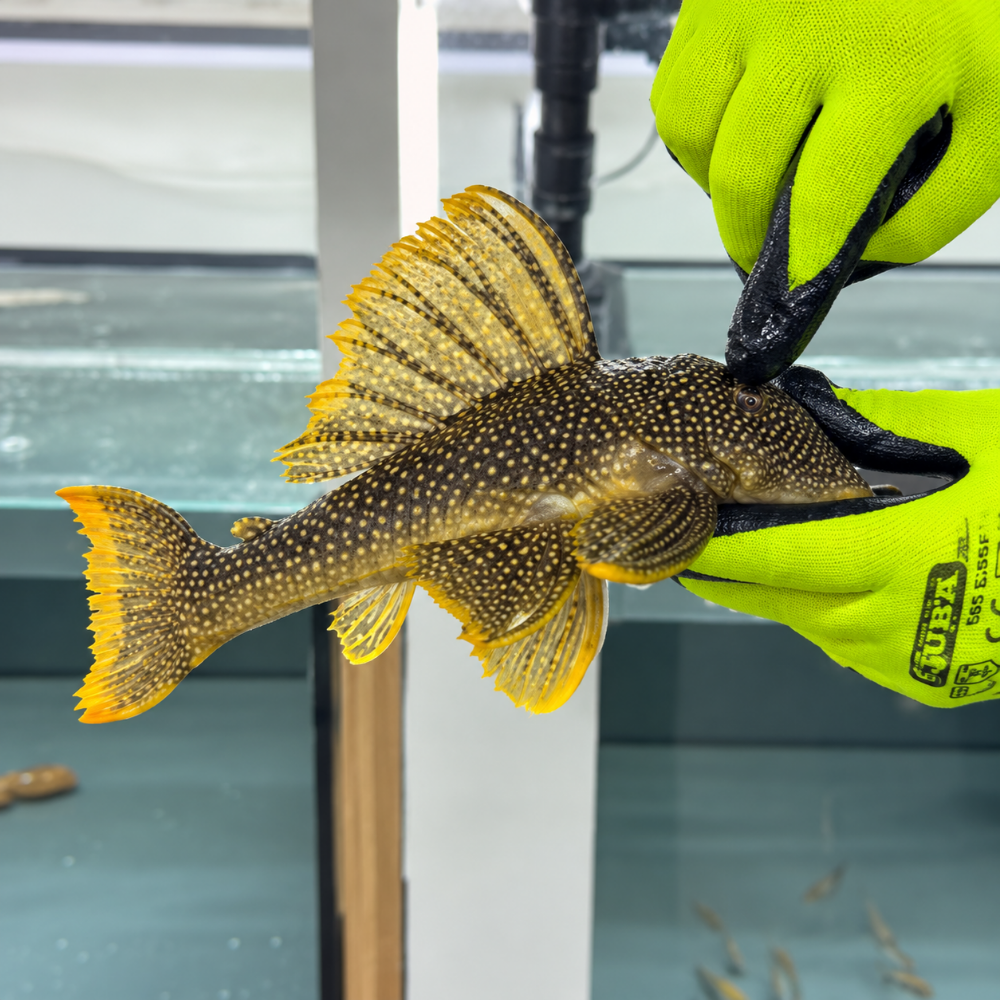 L14 scobiancistrus aureatus talla 26-29cm Hudson Crizanto Ejemplar 1