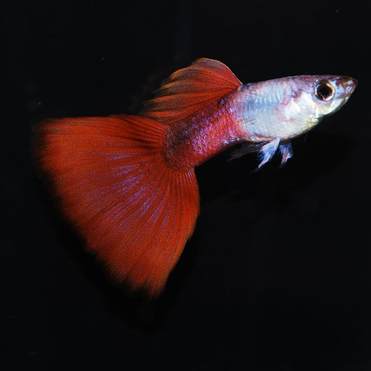 Pareja de Guppy Silverado Red tail | peces agua dule