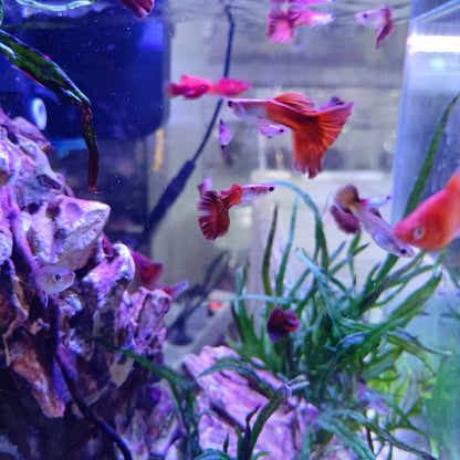 Pareja de Guppy Silverado Red tail | peces agua dule