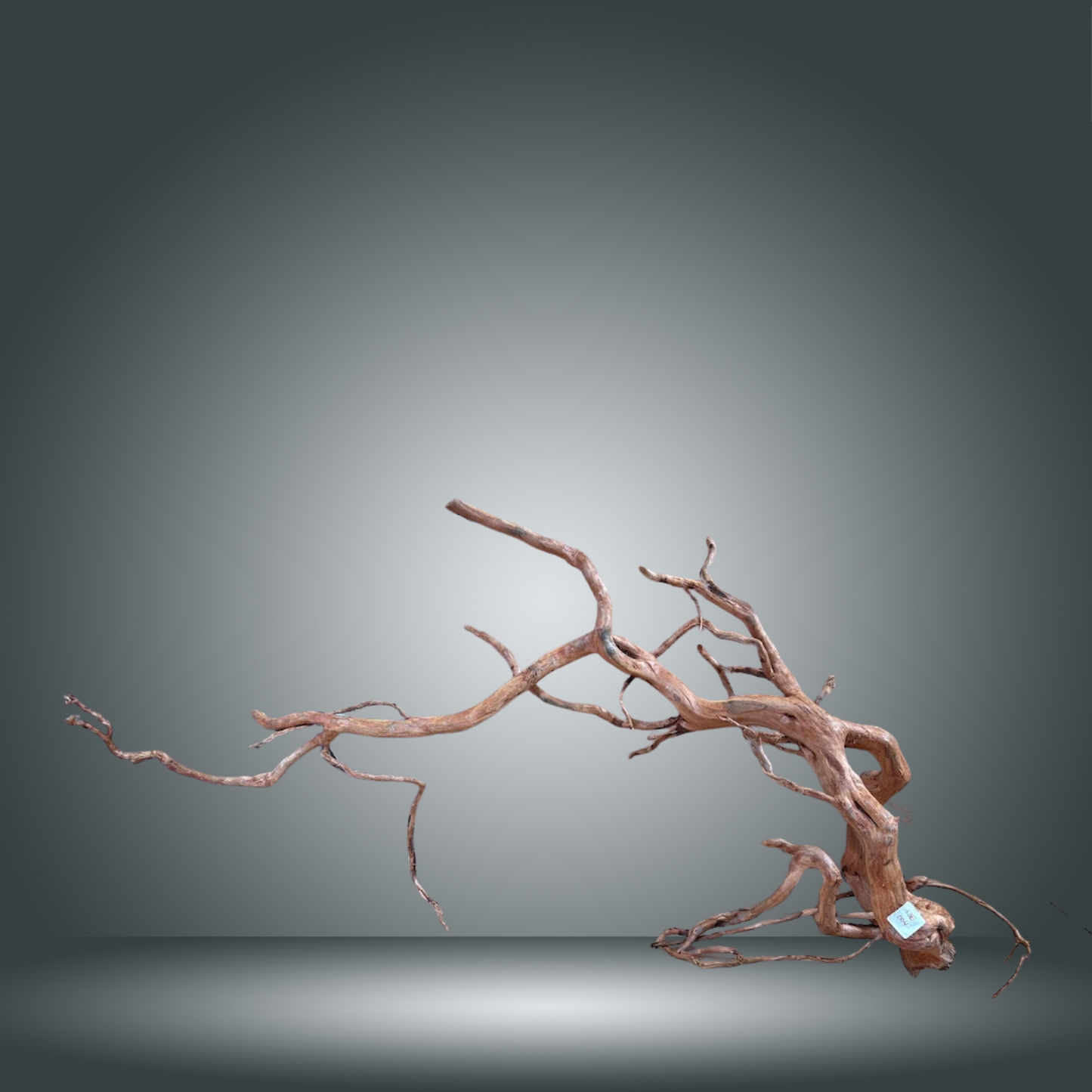 Rama Snake 13E - 004 aprox. 80/100cm