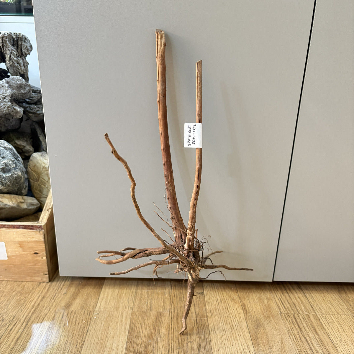 Spikeroot 20-30cm | 20N 002