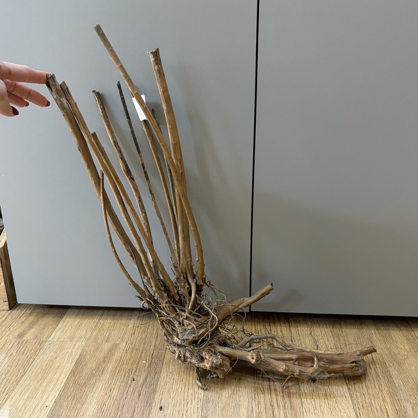 Spikeroot 31-40cm | 20N 008