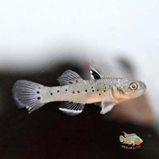 Stigmatogobius sadanundio | peces de agua dulce