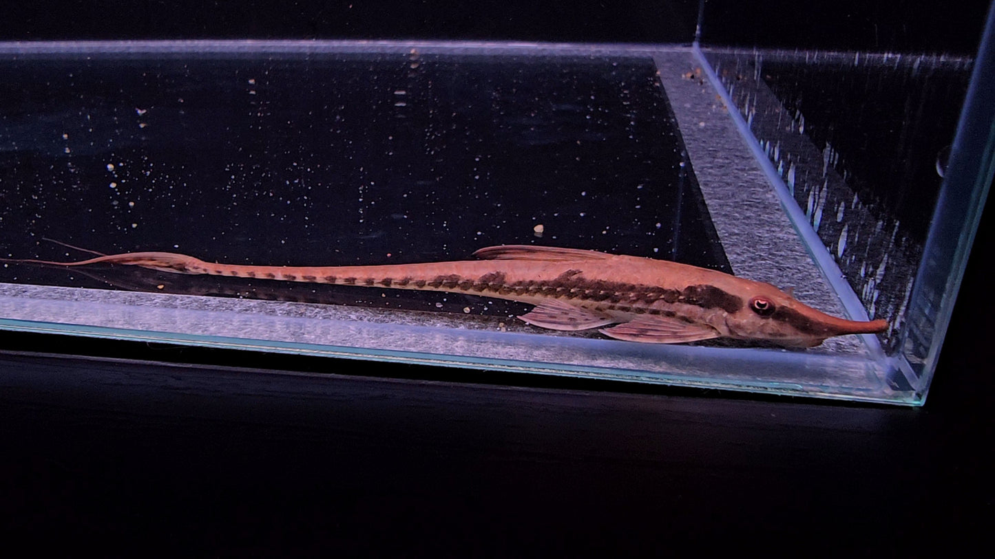 Sturisoma rostratum Farlowella 6-12 cm – Hudson Crizanto