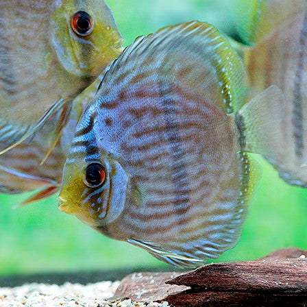 Discus wild Heckel Rio Negro talla 9-12cm