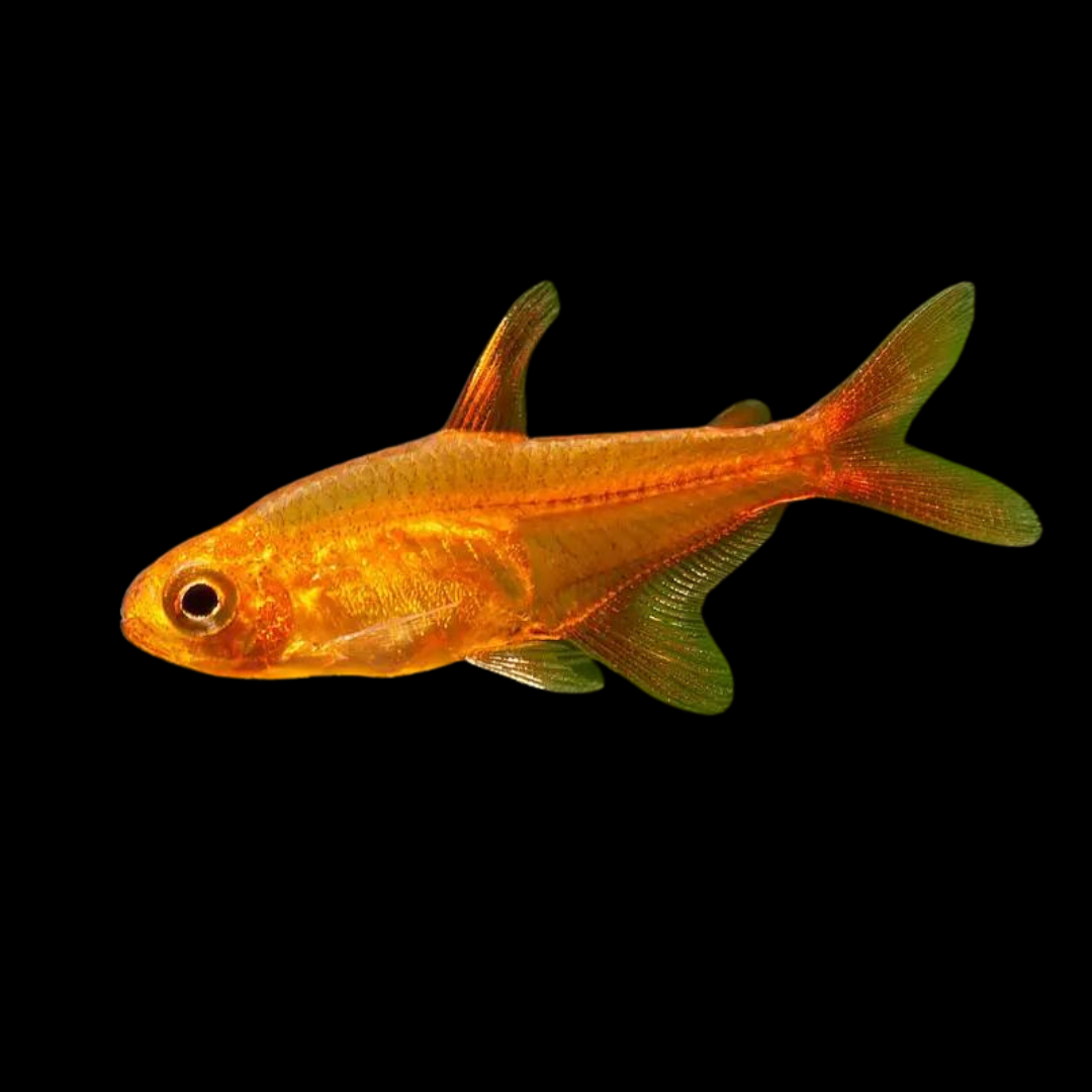 Tetra Ember - Hyphessobricon Amandae