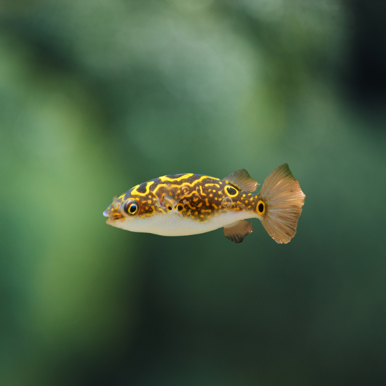Tetraodon Biocellatus - pez globo figura | peces agua dulce