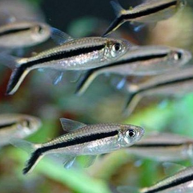 Thayeria boehlkei md