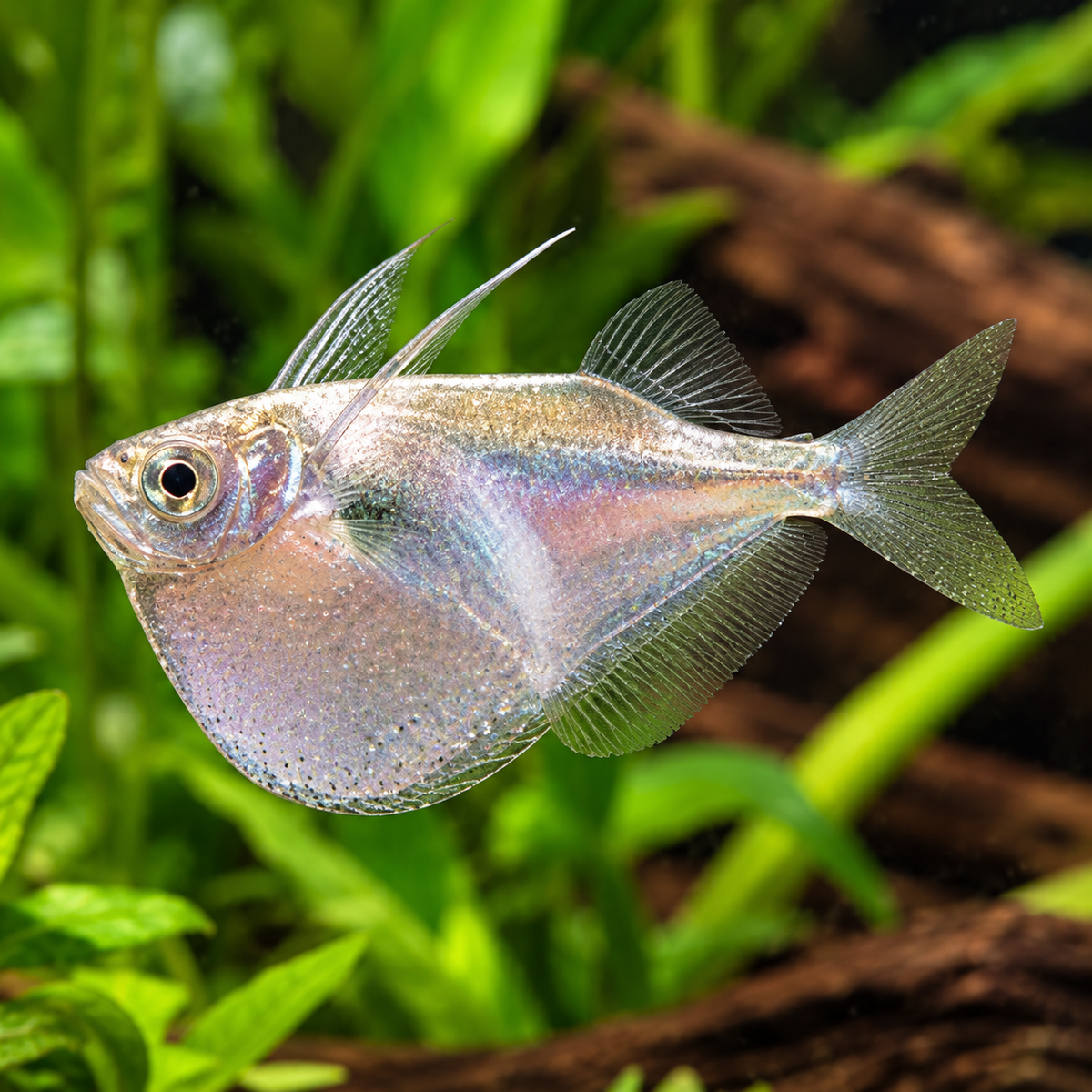 Thoracocharax stellatus talla 3,5cm