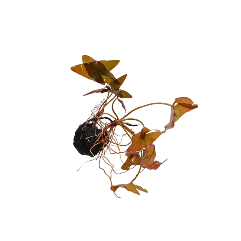 Nymphaea zenkeri red | oferta