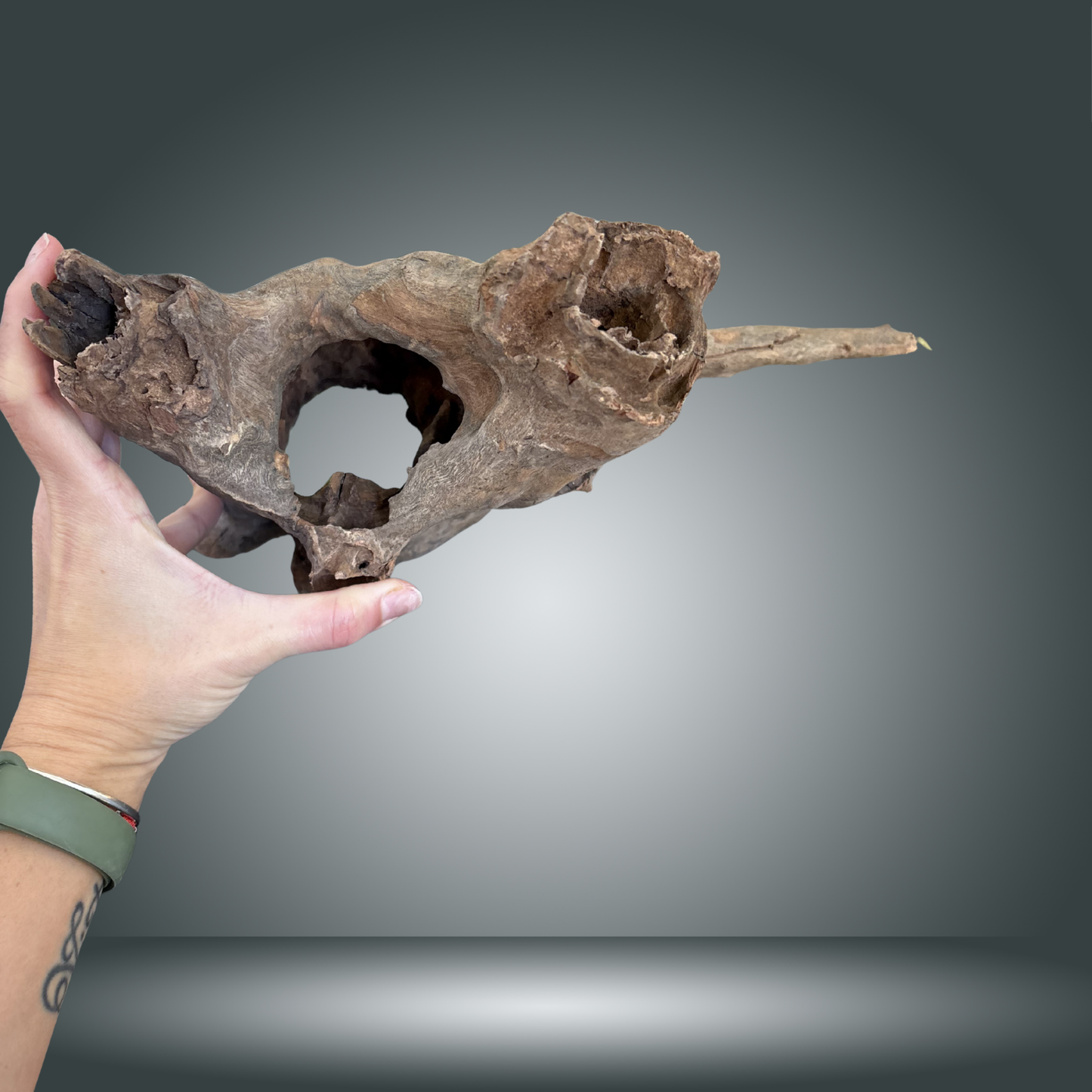 Tree Stump 13F - 002