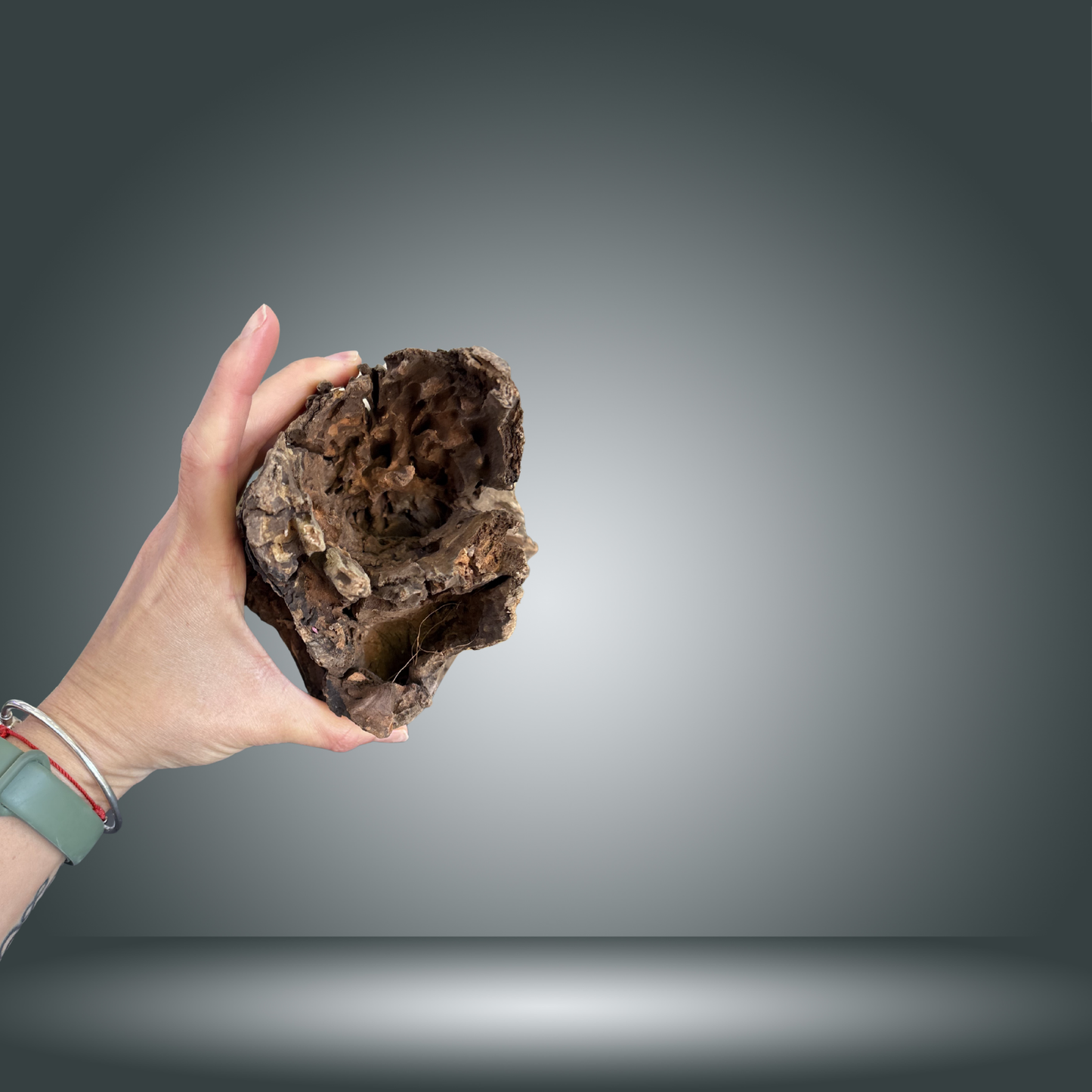 Tree Stump 13F - 005