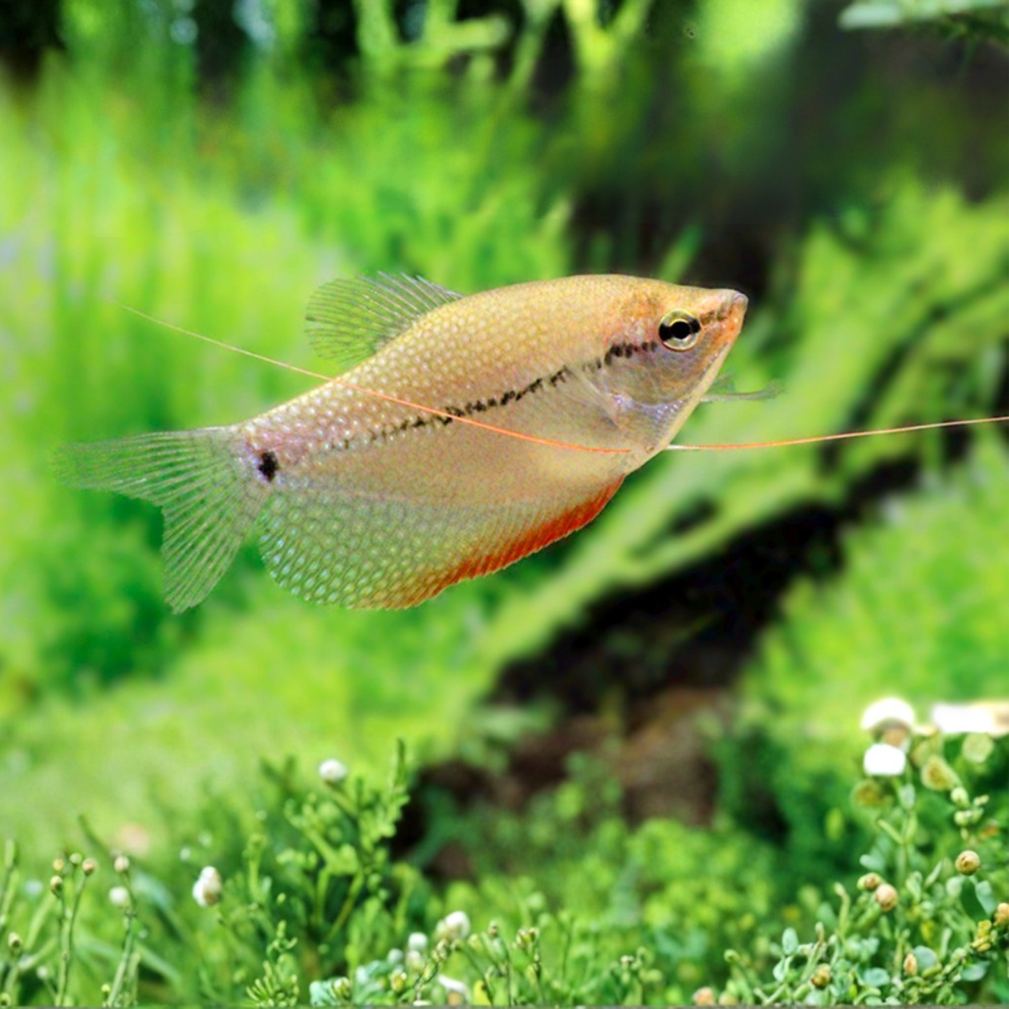 Trichogaster leeri 5-7cm