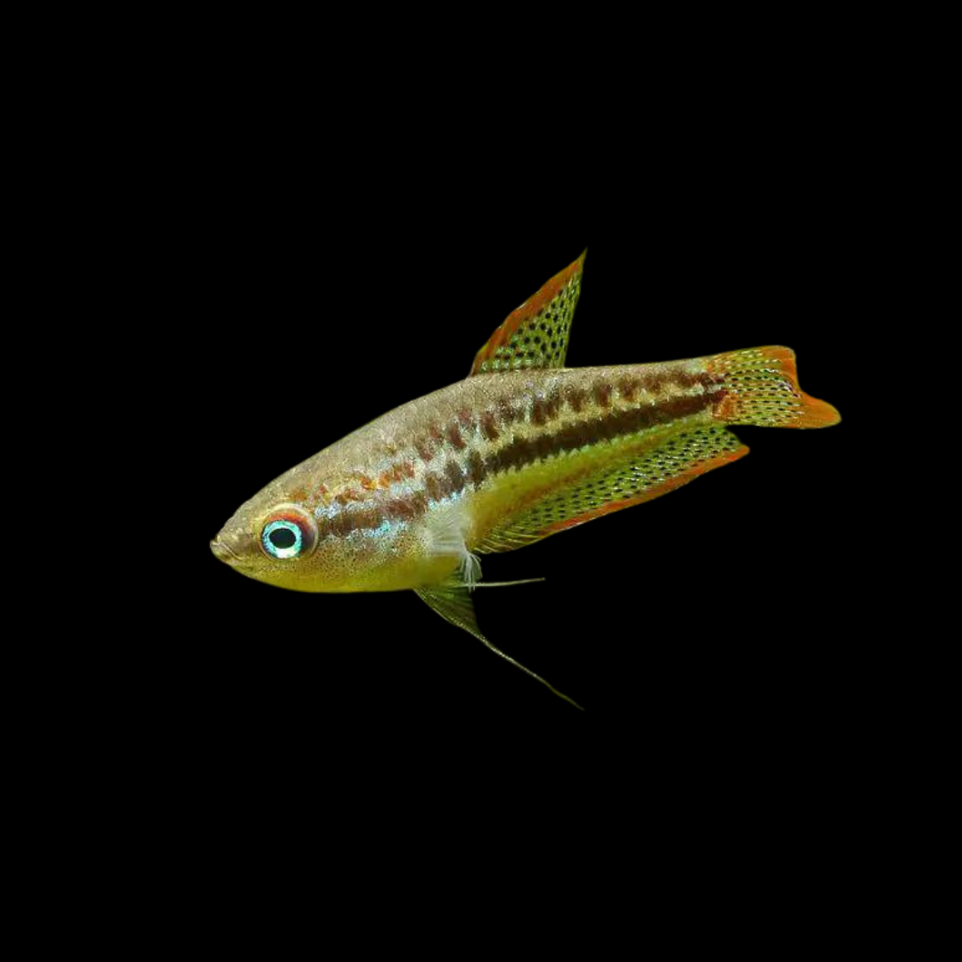 Trichopsis Pumila - Gourami pigmeo | peces agua dulce