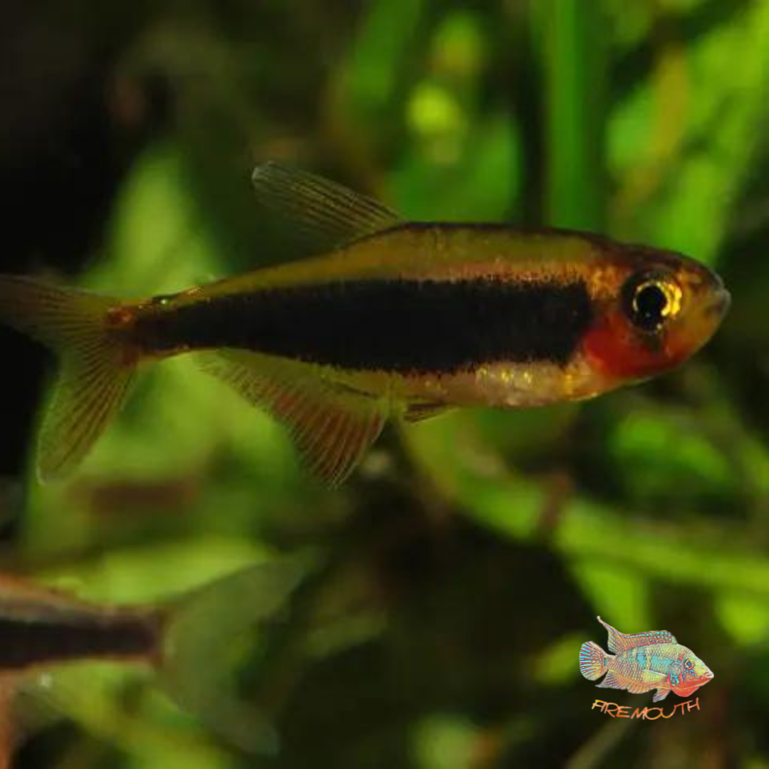 Tucanoichthys tucano