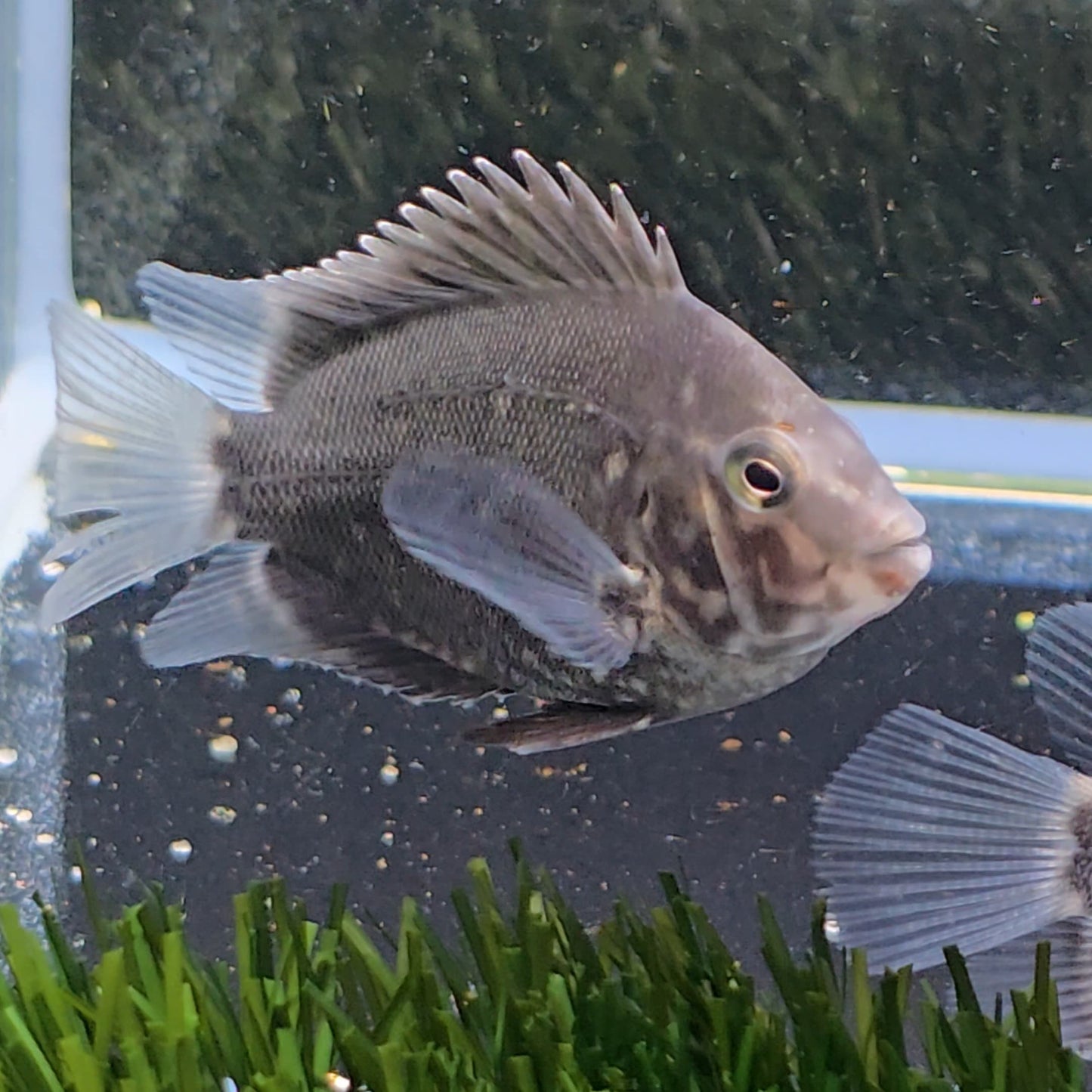 Uaru amphiacanthoides bred 3-4cm