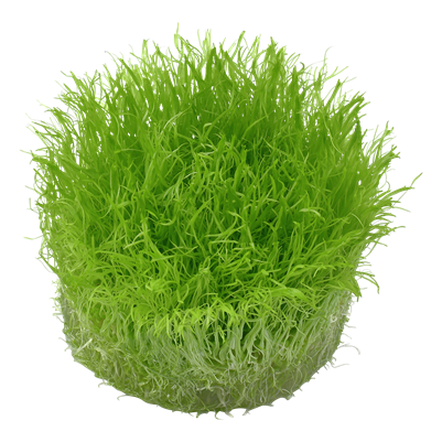 Utricularia graminifolia in vitro