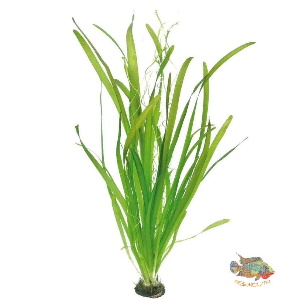 Vallisneria Gigantea | oferta