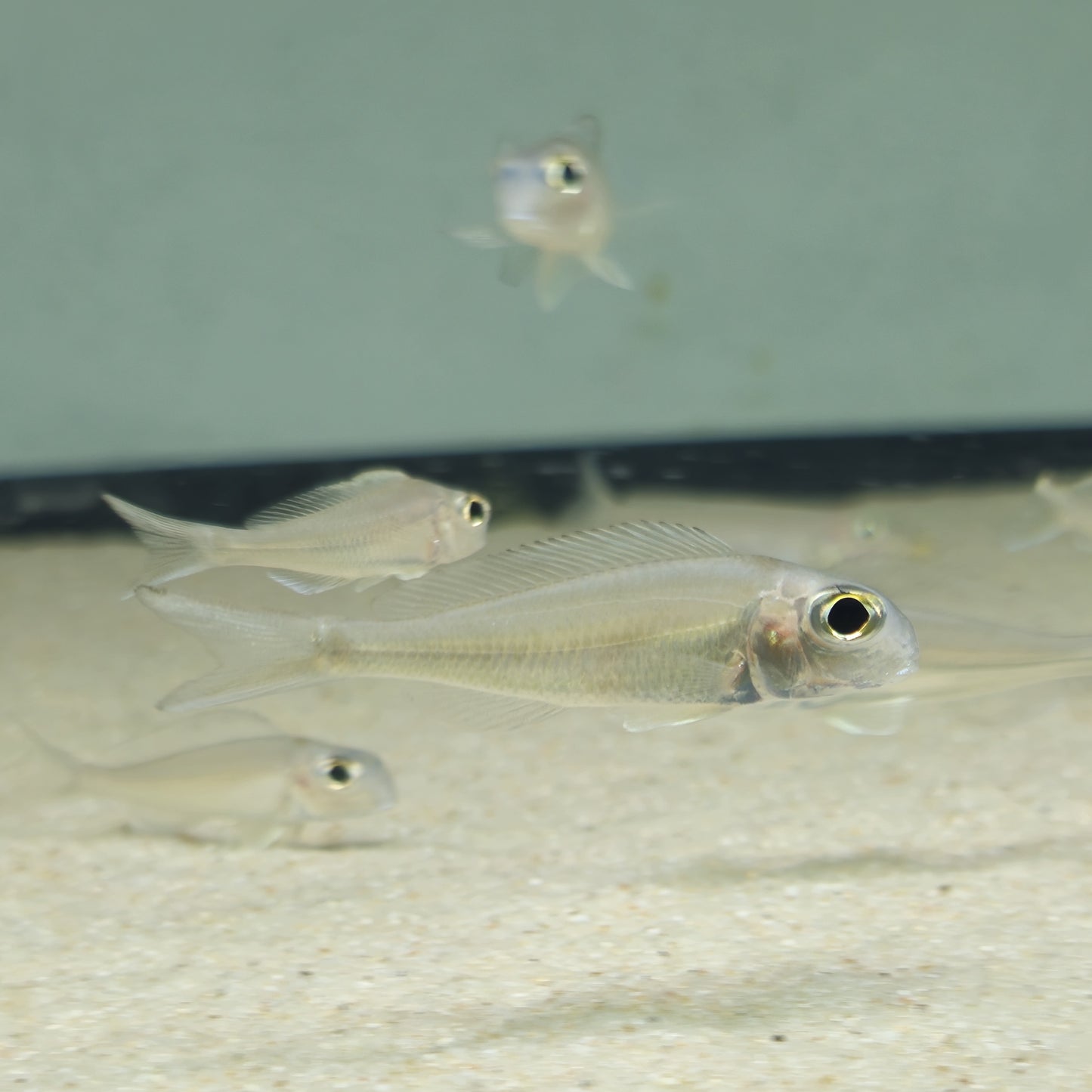 Xenotilapia ornatipinnis Karago F1