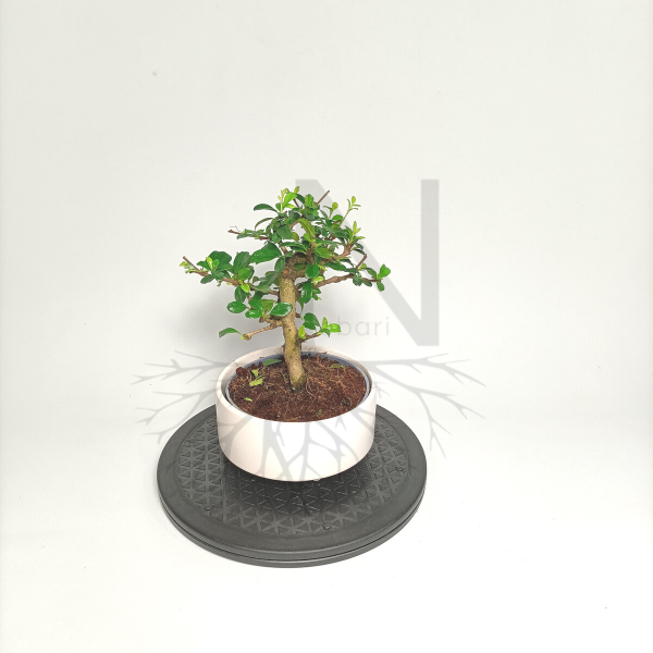 Bonsai Carmona de Nebari