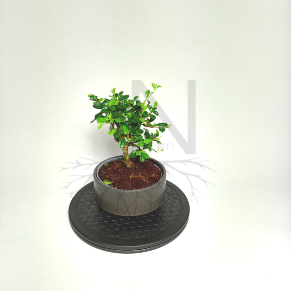 Bonsai Carmona de Nebari