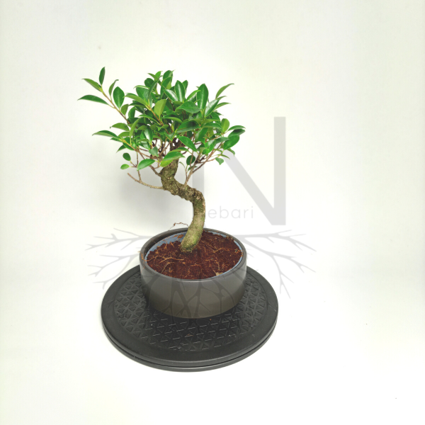Bonsai Ficus de Nebari