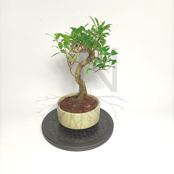 Bonsai Ficus de Nebari