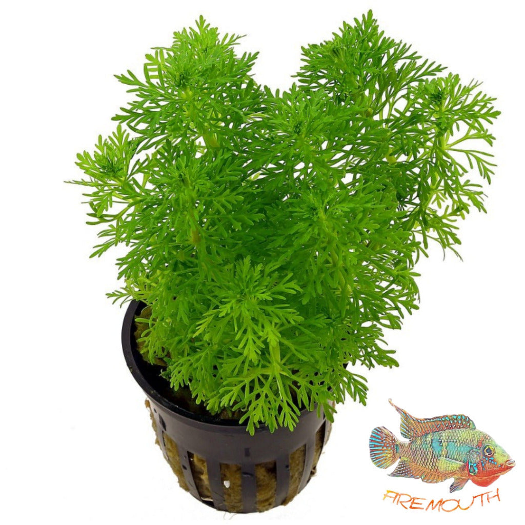 Ambulia Sessiliflora