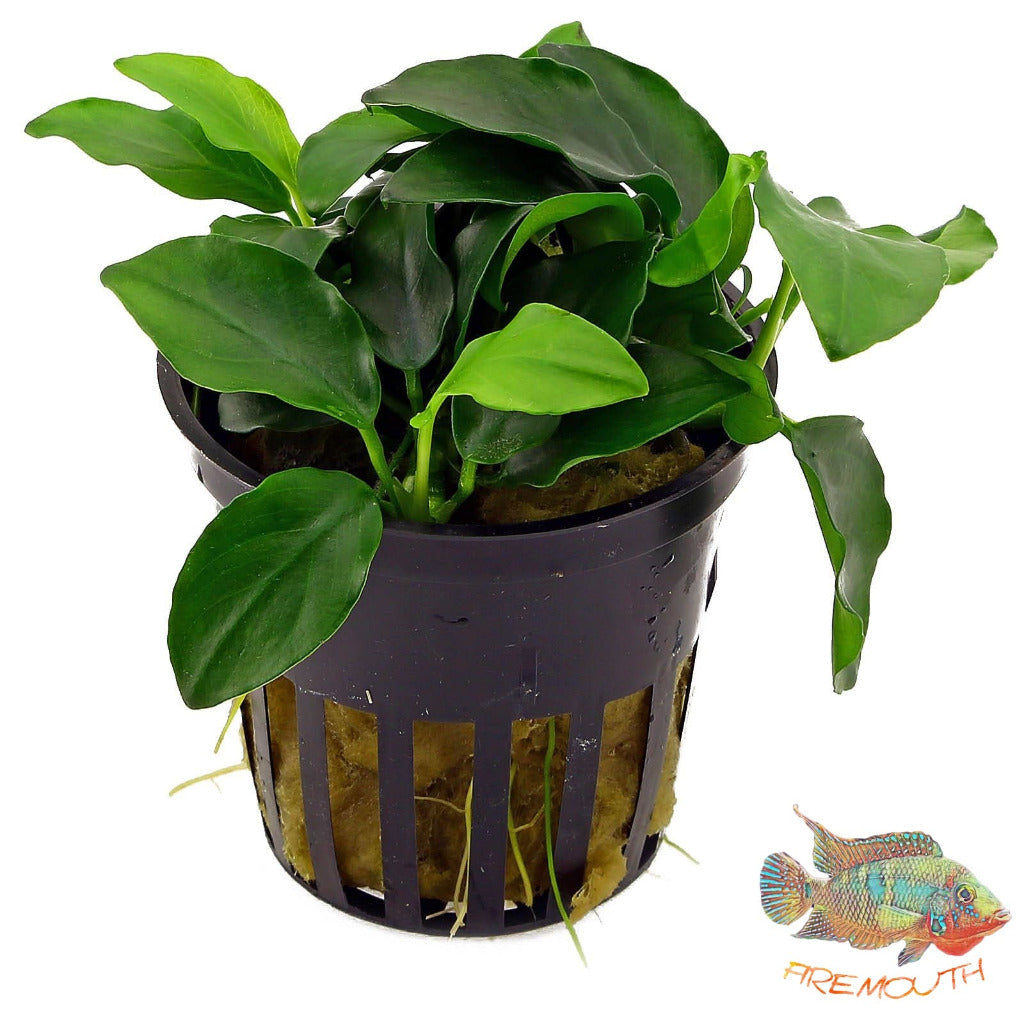 Anubias Barteri var. Nana