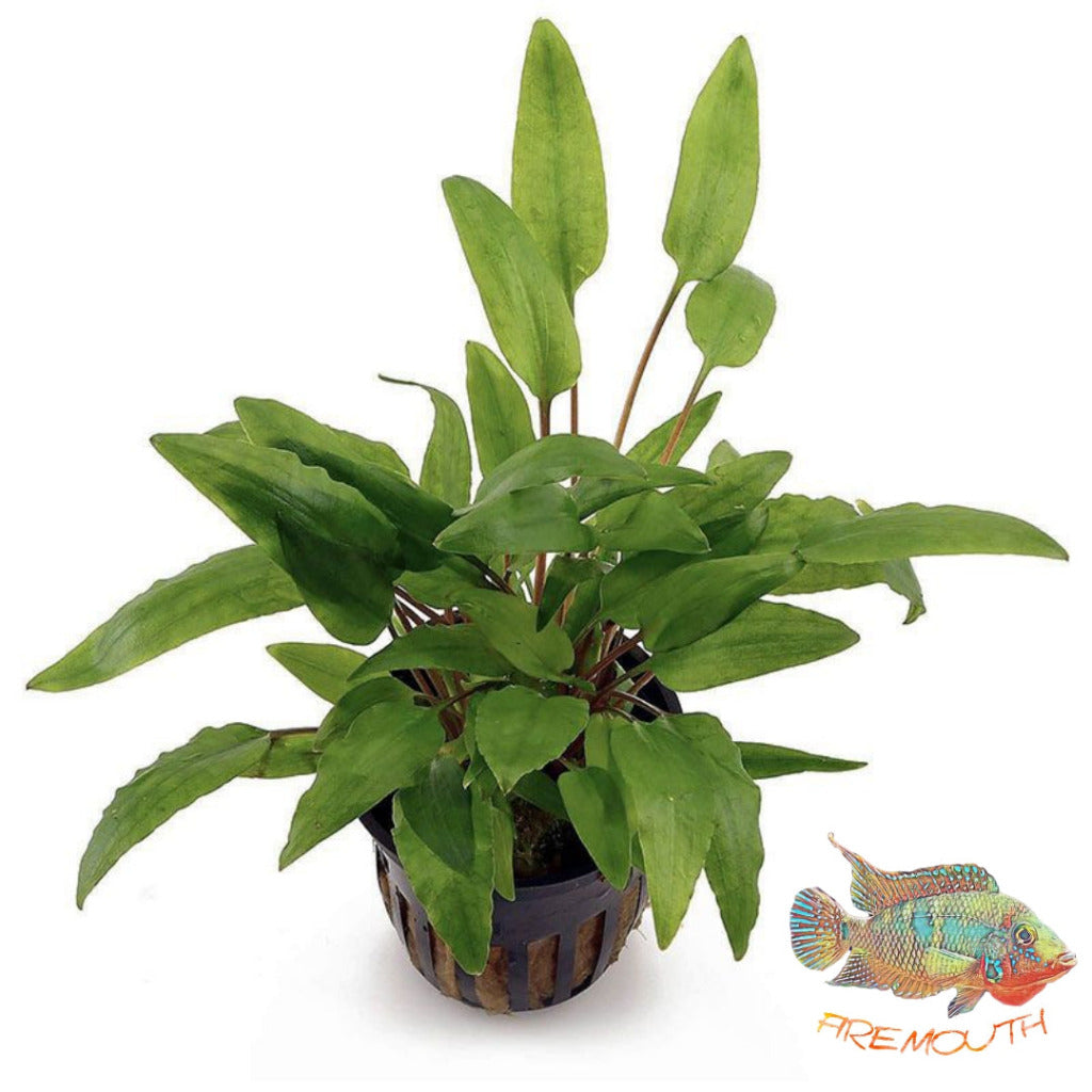 Cryptocoryne Wendtii