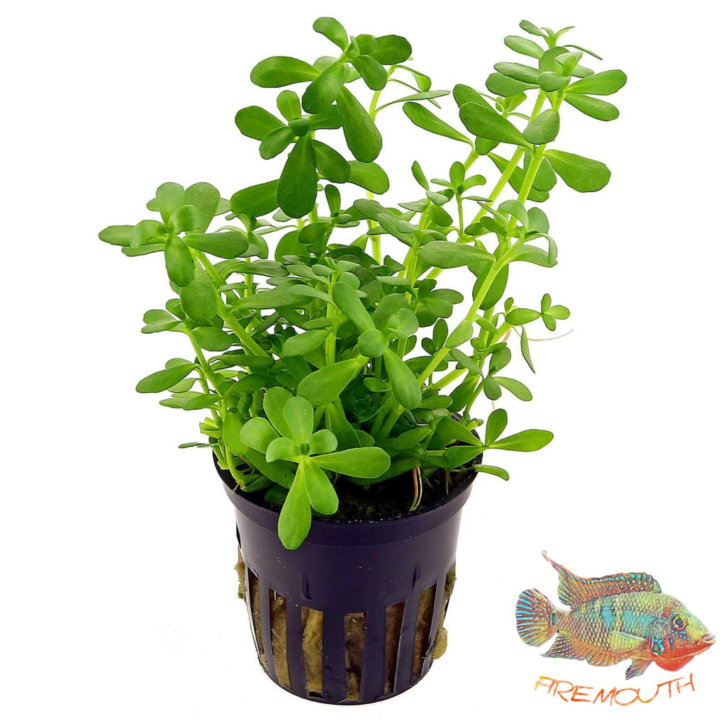 Bacopa Crenata Monnieri