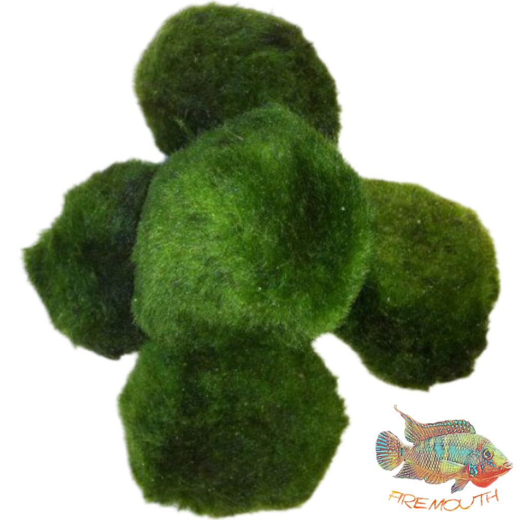 Cladophora aegagropila