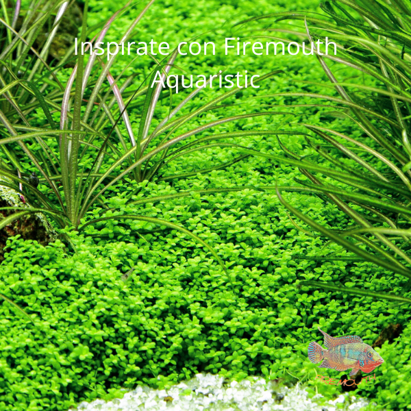 Hemianthus callitrichoides 'Cuba' | planta de acuario