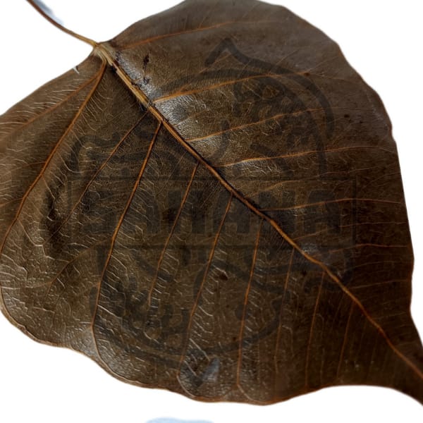 Hoja de ficus Religiosa