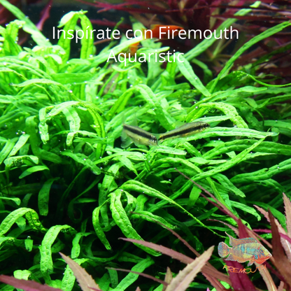 Microsorum pteropus 'Trident' | planta de acuario