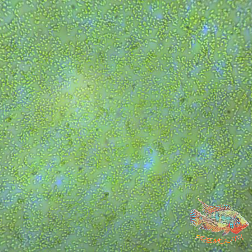 Lunacyan tratamiento para cianobacterias