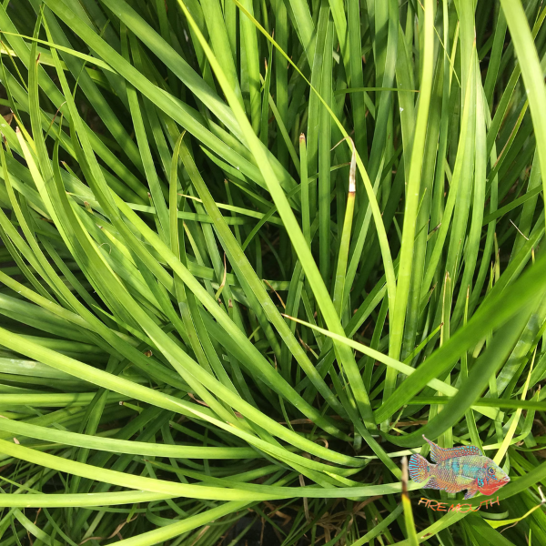 Acorus Gramineus | planta de estanque