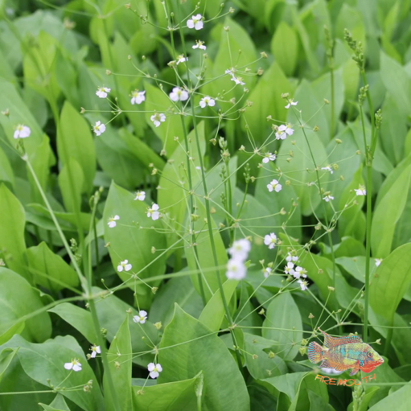 Alisma Plantago | Planta de estanque