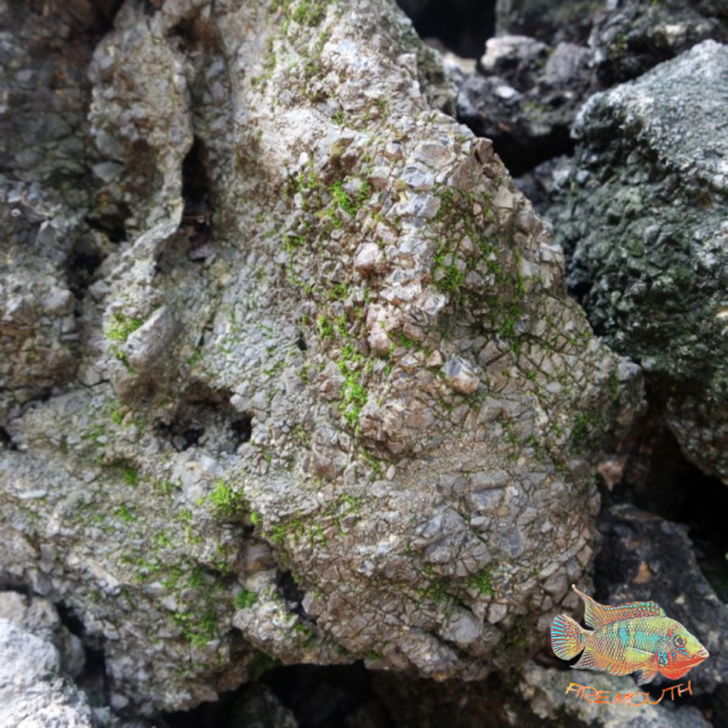 Amelia Rock (caja de 10kg)