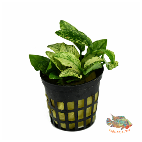 Anubias barteri var. nana 'Pinto' | oferta