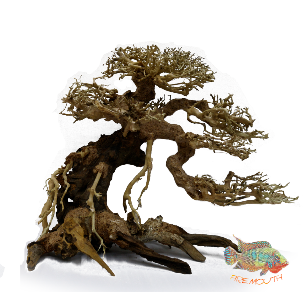 Bonsai caída derecha Bonsaqua - varios tamaños