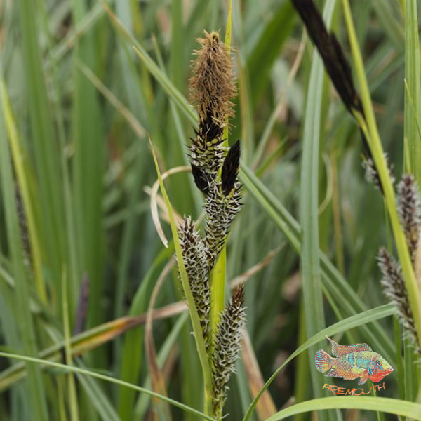 Carex Riparia | planta de estanque