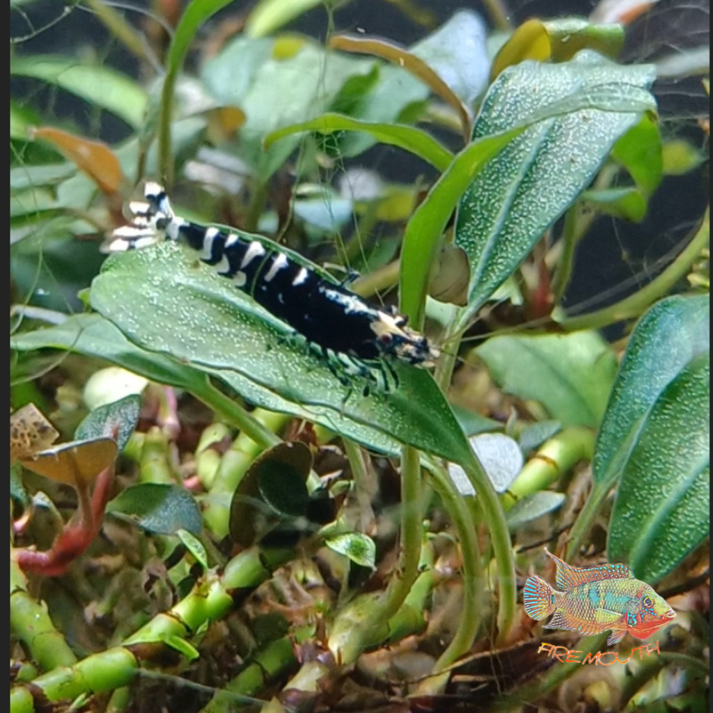 caridina black galaxy