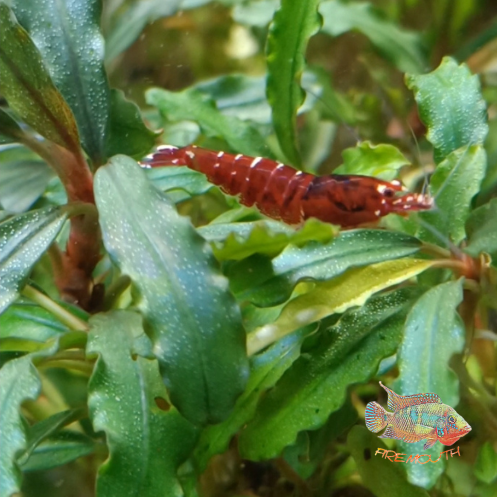 Caridina Red Galaxy