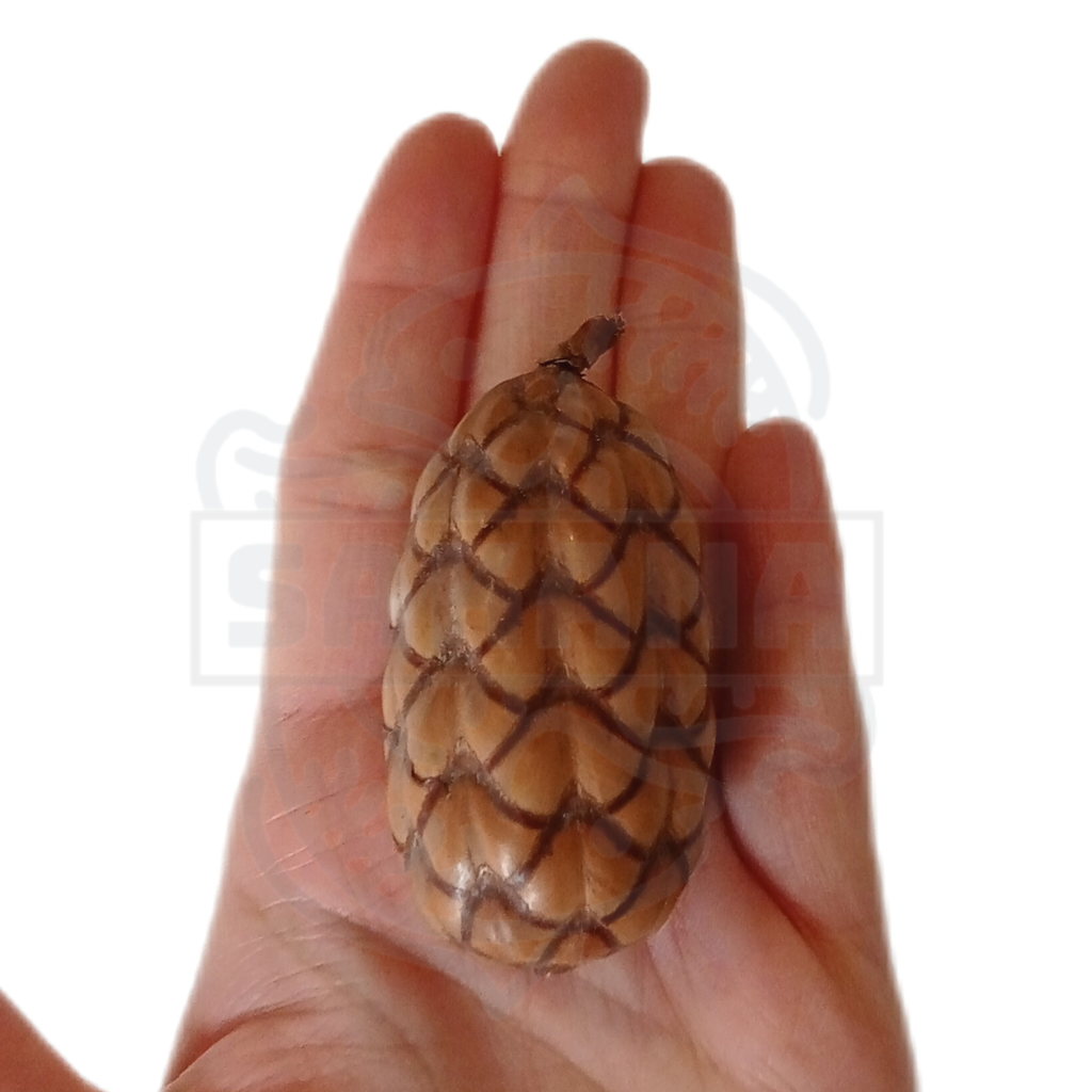 Coco Orinocensis - pack de 2 unidades ( Brazilia Pod )