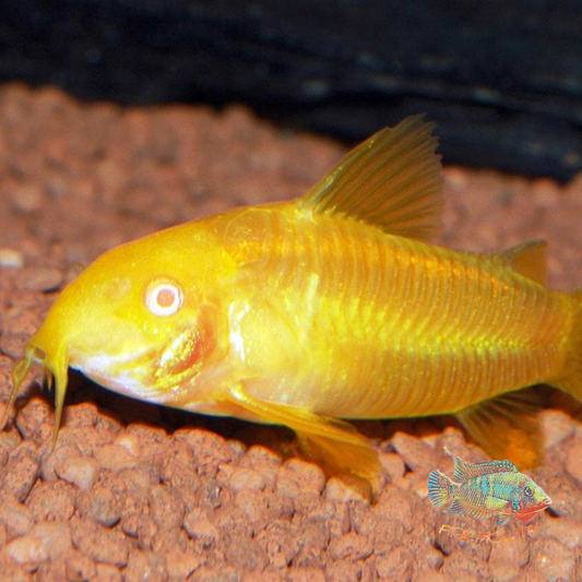 Corydoras Paleatus gold 2,5-3 | peces de agua dulce
