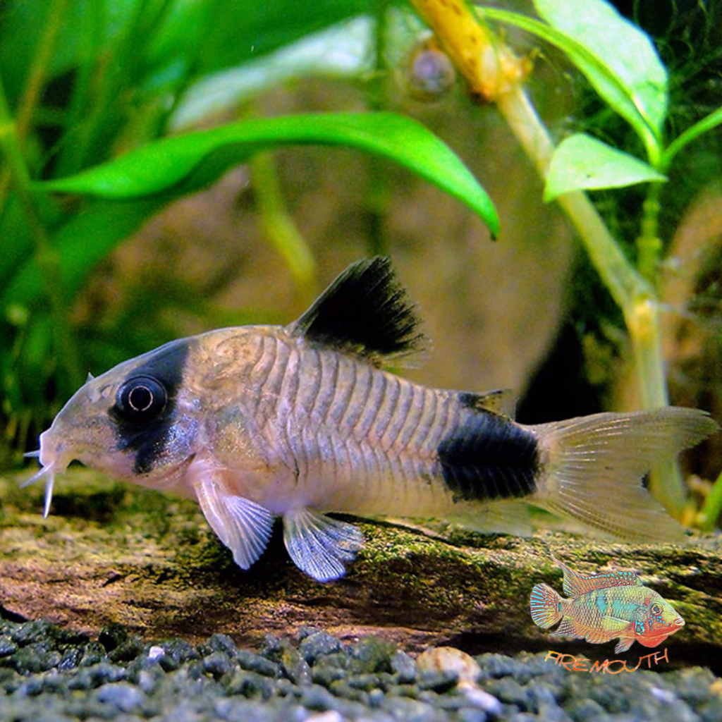 Corydora Panda