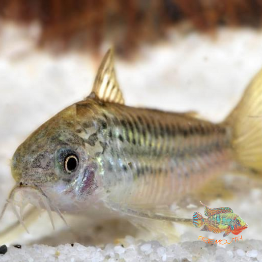Corydoras Elegans | peces de agua dulce