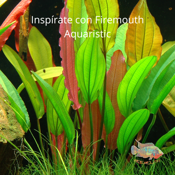 Echinodorus 'Red Diamond' | planta de acuario
